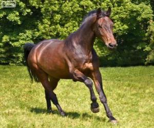 пазл Вестфальский, лошадь, Германия
